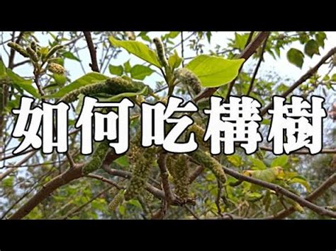 構樹根|構樹